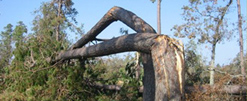 Tree Services Gallery
