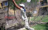 Tree Services