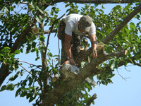 Tree Services