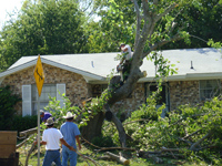 Tree Services