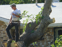 Tree Services