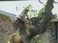 Tree Services