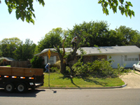 Tree Services