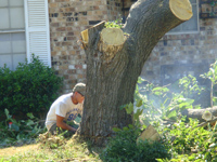 Tree Services
