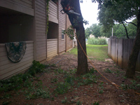 Tree Services